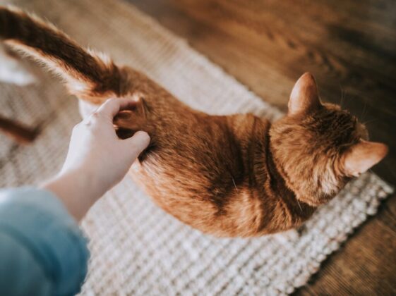 orange tabby cat on gray area rug