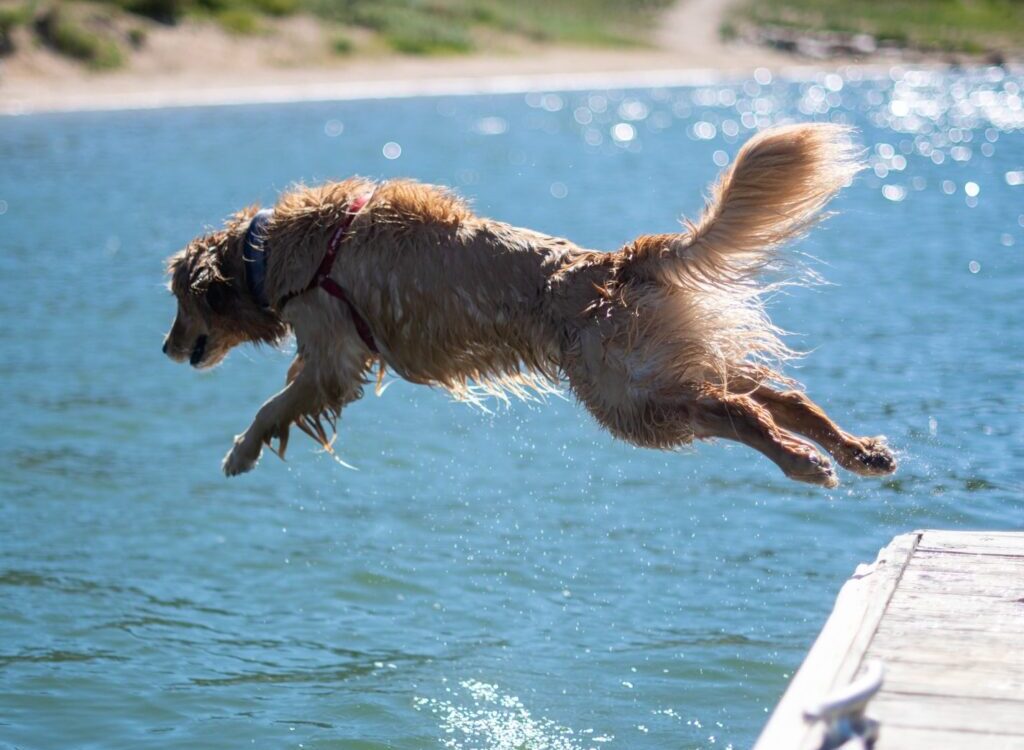 golden retriever running on water during daytime