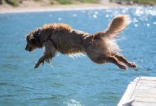 golden retriever running on water during daytime