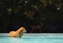 brown short coated dog in swimming pool during daytime