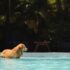 brown short coated dog in swimming pool during daytime