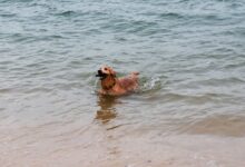 brown short coated dog on water during daytime