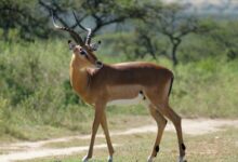 brown deer