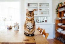 orange and white tabby cat sitting on brown wooden table in kitchen room
