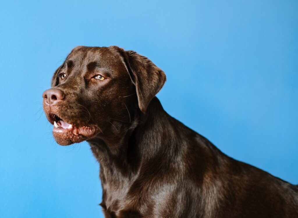 adult chocolate Labrador retriever