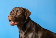 adult chocolate Labrador retriever