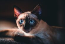 brown and black cat with blue eyes