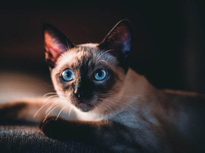 brown and black cat with blue eyes