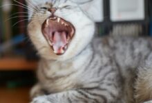 silver tabby cat on brown wooden table