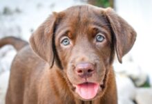 brown short coated dog with tongue out