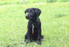black labrador retriever on green grass field during daytime