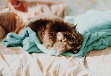 cat sleeping on teal comforter