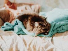 cat sleeping on teal comforter