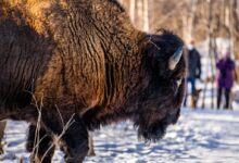 brown and black animal on snow covered ground during daytime