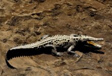 gray alligator at daytime