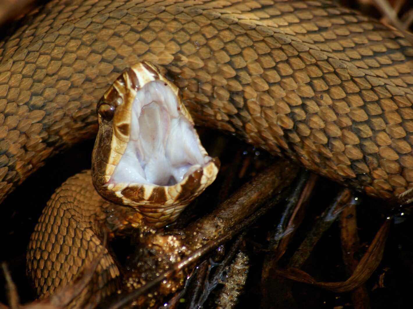 brown and black snake on ground