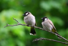 White and Black Birds Piercing on Tree Branch