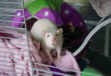 white mouse on pink textile