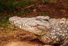 gray alligator near grass field