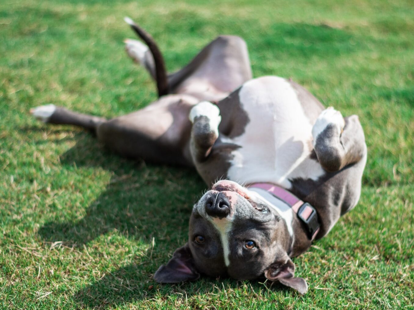 short-coated black and white dog