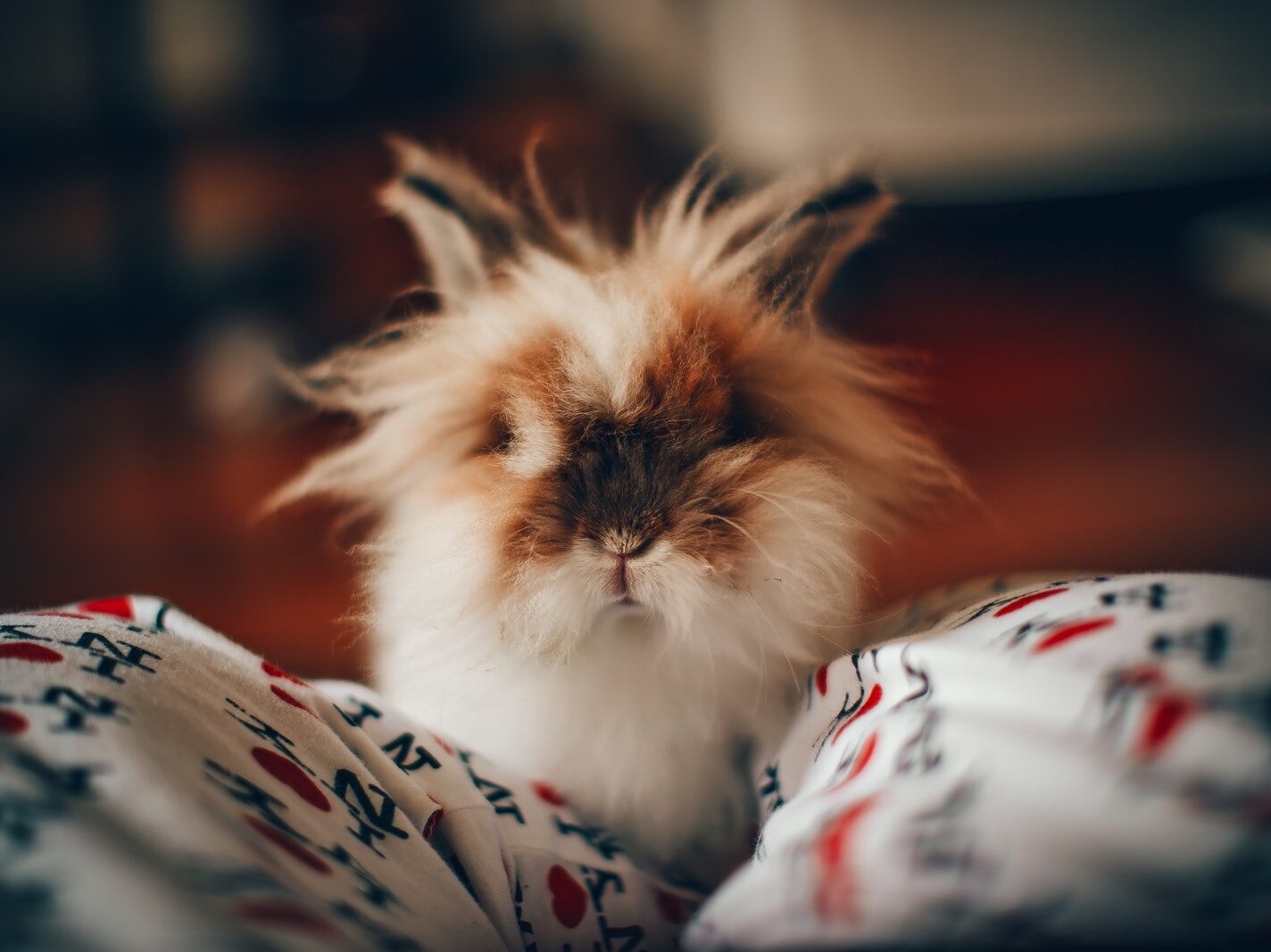 Selective Focus Photo of Cute Rabbit