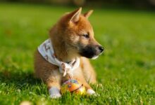 selective focus photography of brown puppy on green grass