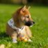 selective focus photography of brown puppy on green grass