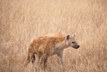 brown hyena
