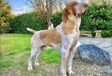 Bracco Italiano