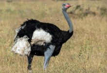 macro shot photography of ostrich during daytime
