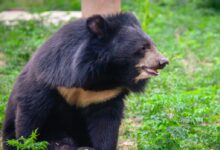 black bear sitting on grass