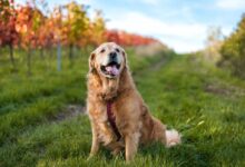 golden retriever running on green grass field during daytime