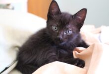 black cat on white textile