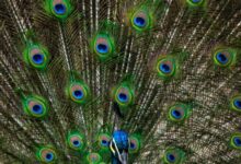blue and green peacock