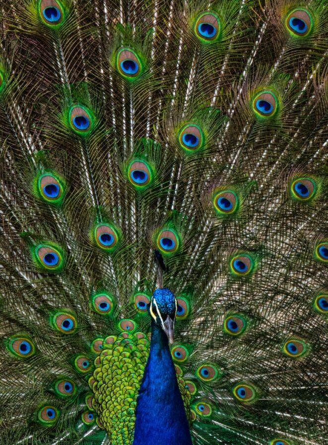 blue and green peacock