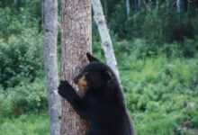 black bear on brown tree trunk during daytime