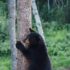 black bear on brown tree trunk during daytime