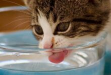 cat drinking water from bowl