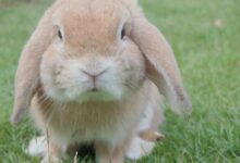 brown rabbit