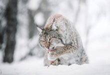 brown and black cat on snow covered ground