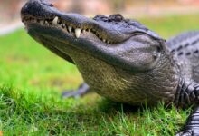 crocodile on green grass during daytime