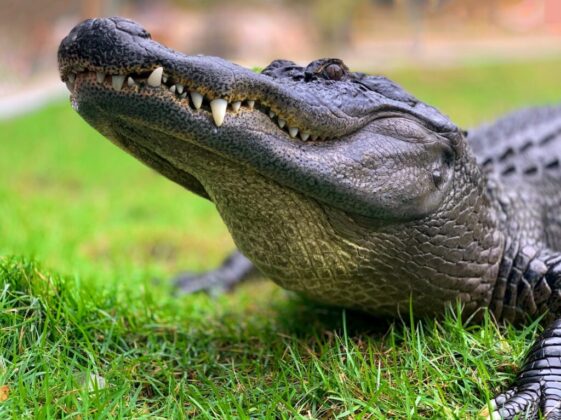 crocodile on green grass during daytime