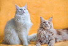 white long fur cat lying on orange textile