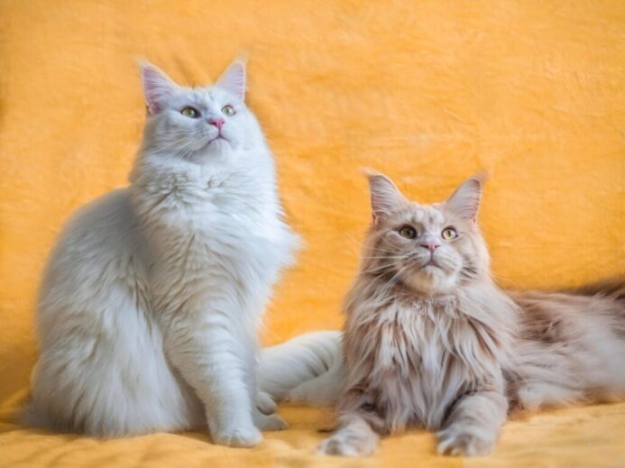 white long fur cat lying on orange textile