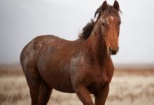 selective focus photography of brown horse