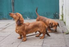 brown short coated medium sized dog sitting on brown concrete floor during daytime
