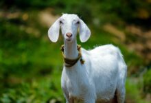 selective focus photography of white goat