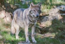 gray and black wolf standing near tree trunk during daytime