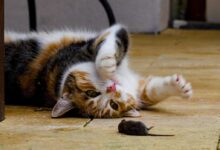 brown white and black cat lying on brown wooden floor
