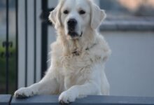 white long coated dog lying on white floor